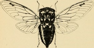 cicada pic